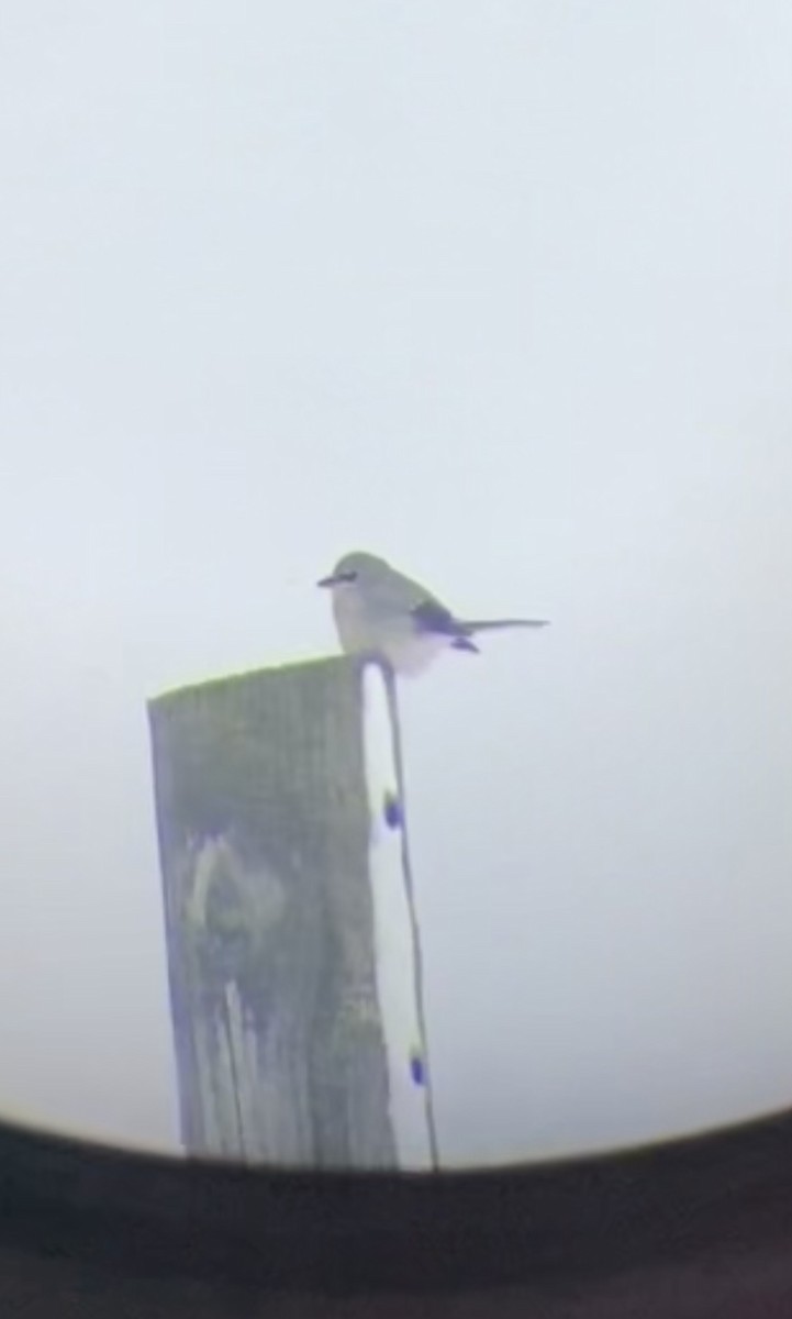 Antzandobi boreala - ML646437295