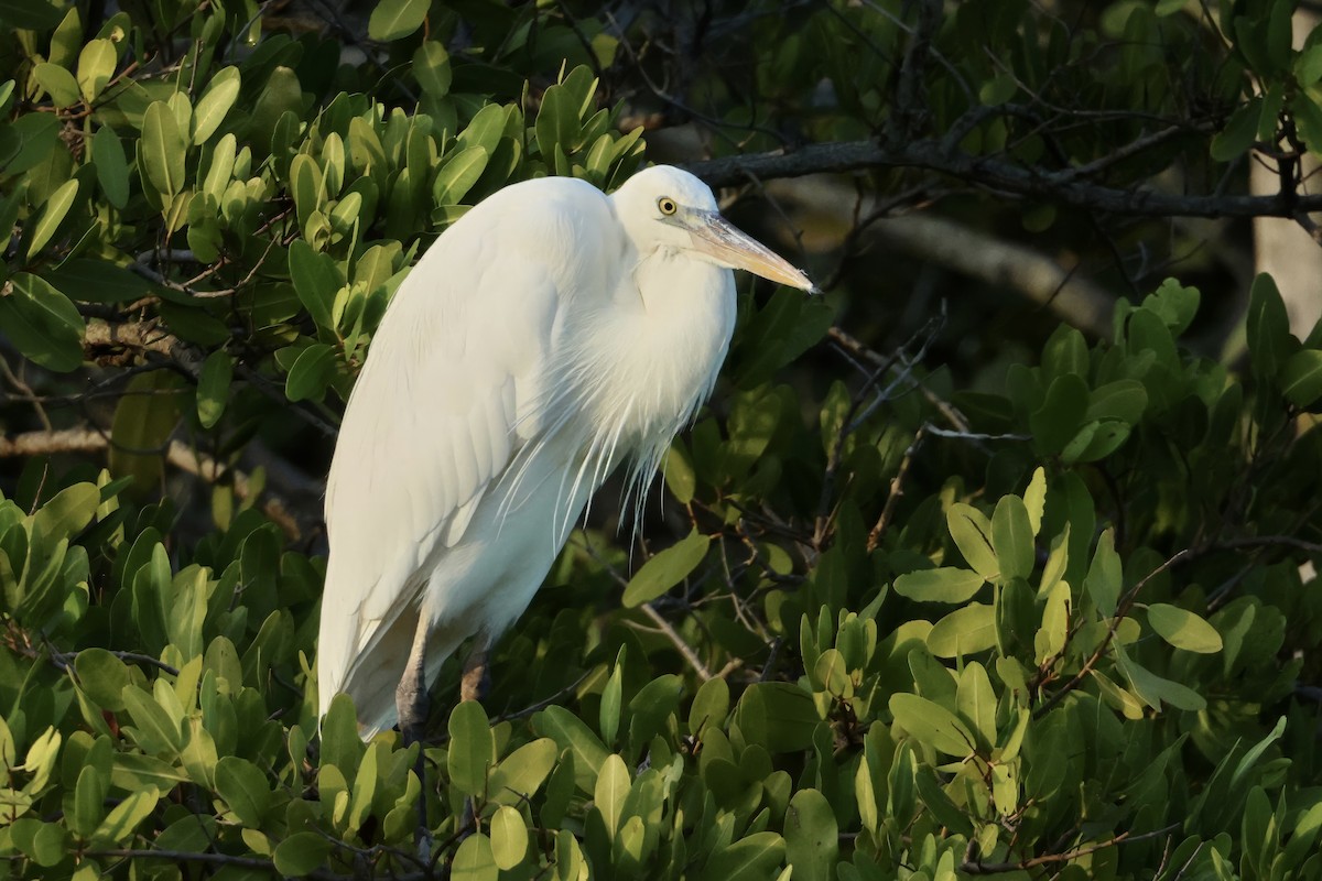 Great Blue Heron (Great White) - ML646437297