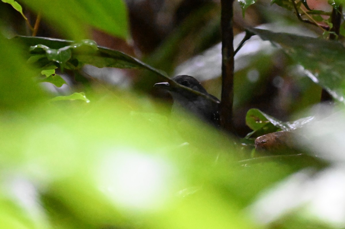 Spot-winged Antbird - ML646437300