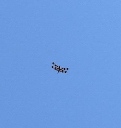 Graphic Flutterer - ML646437301