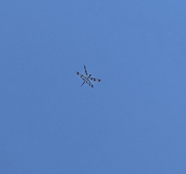 Graphic Flutterer - ML646437302