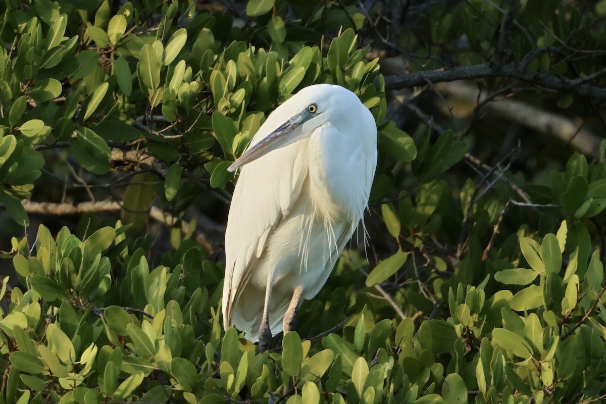 Great Blue Heron (Great White) - ML646437303