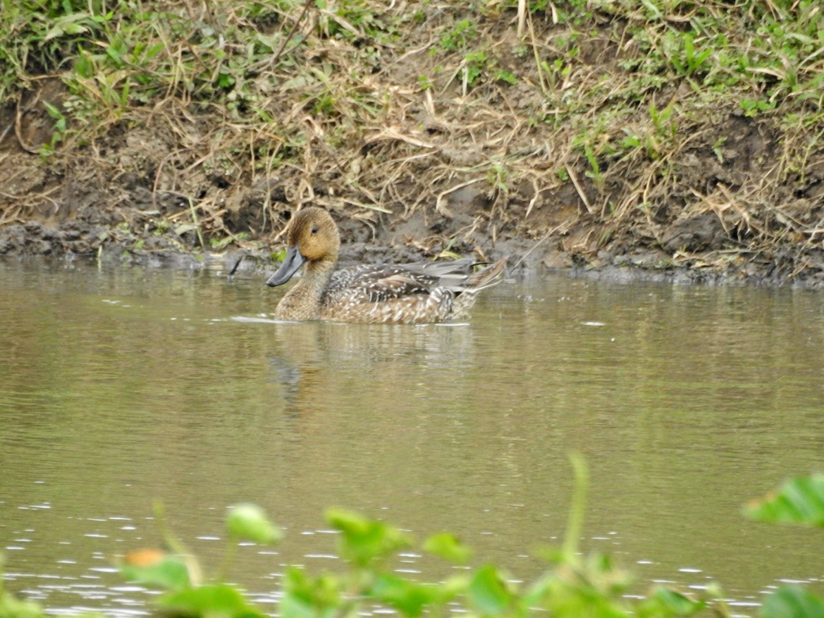 Northern Pintail - ML646437308