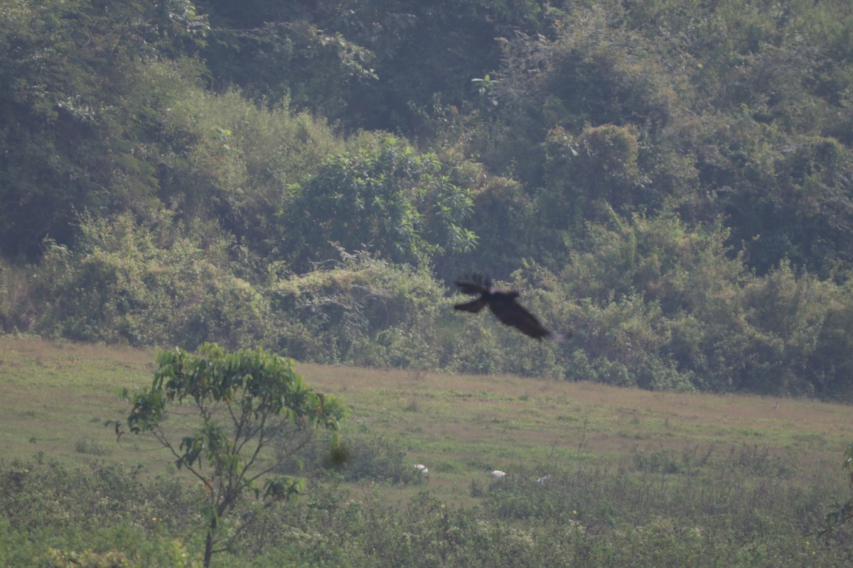 Black Eagle - ML646437310