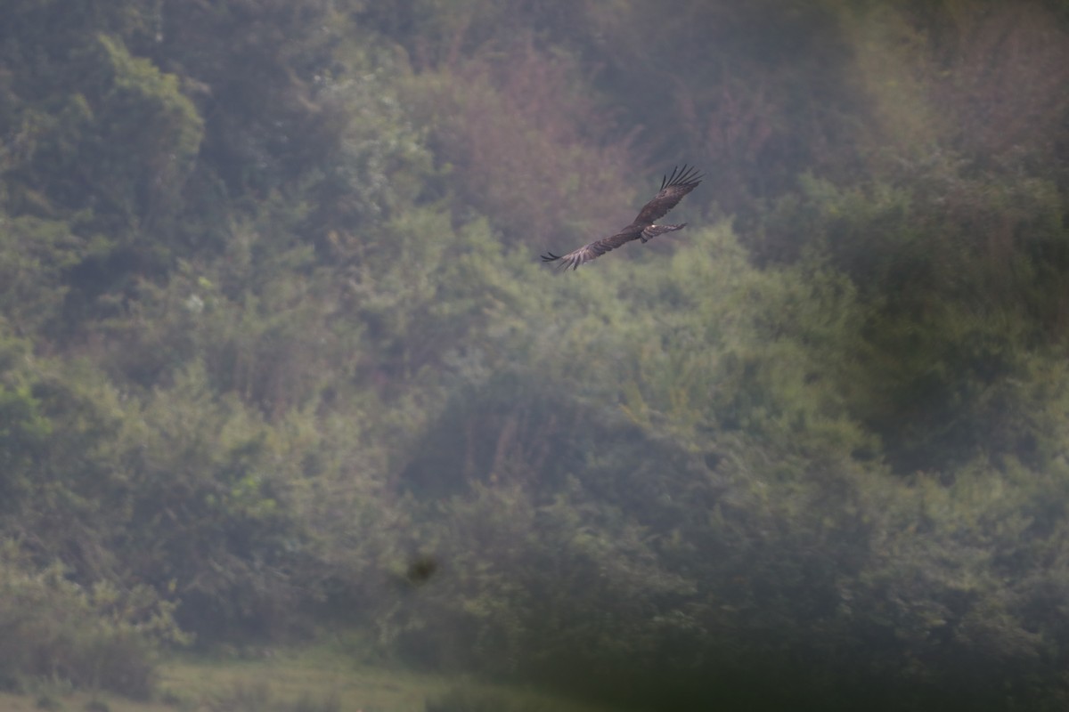 Black Eagle - ML646437311