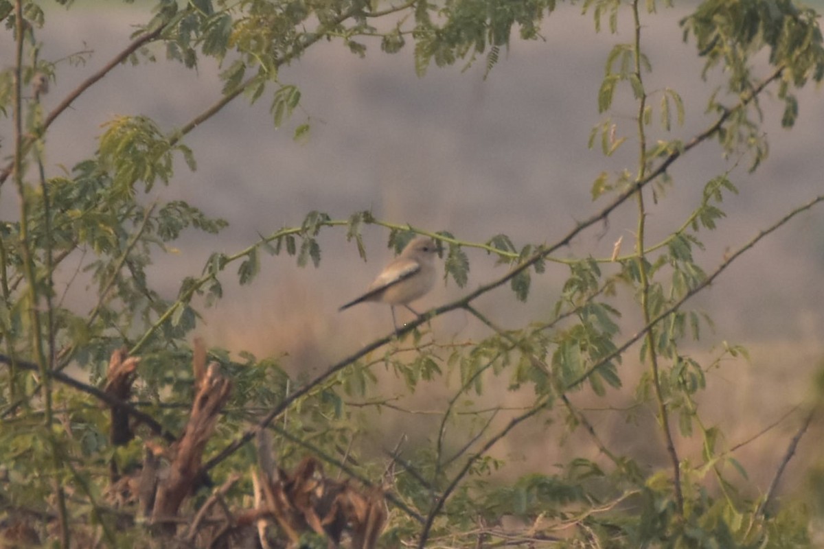 bělořit pouštní - ML646437313