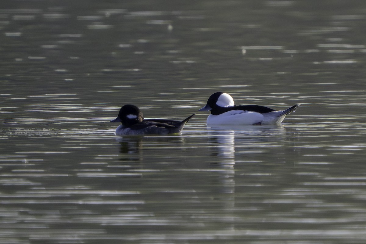 Bufflehead - ML646437314
