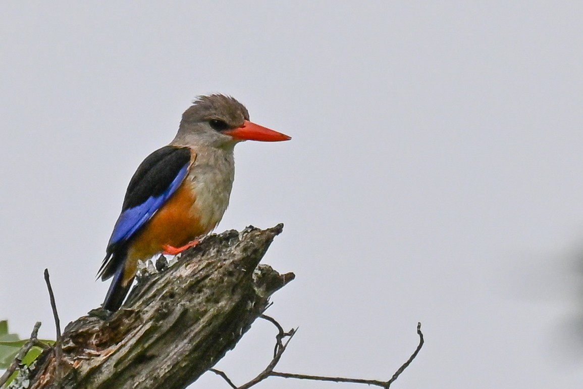 ledňáček šedohlavý - ML646437319