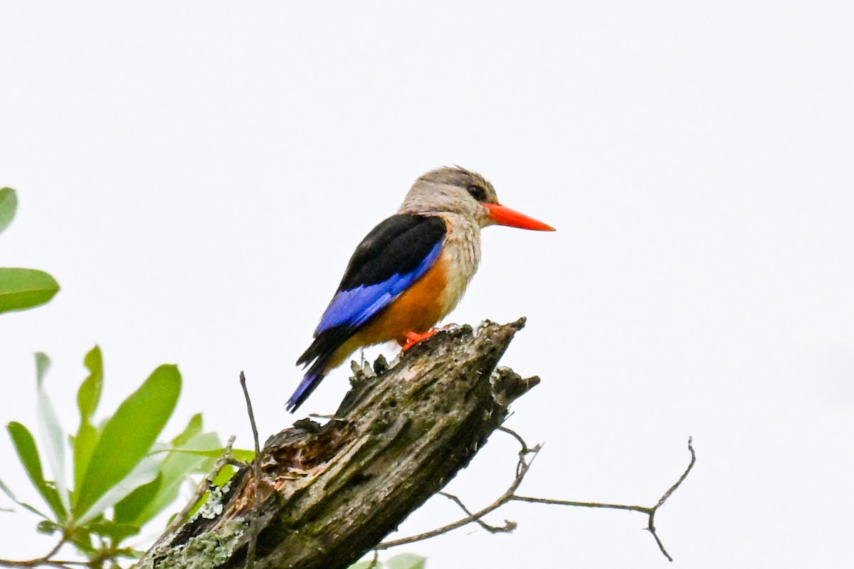 ledňáček šedohlavý - ML646437320