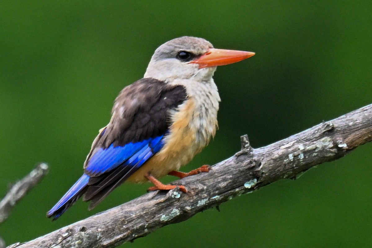 ledňáček šedohlavý - ML646437321