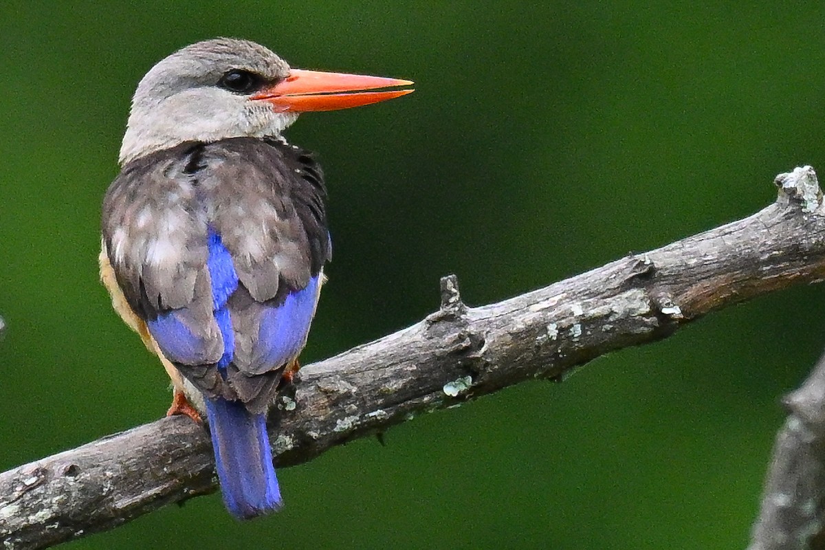 ledňáček šedohlavý - ML646437322