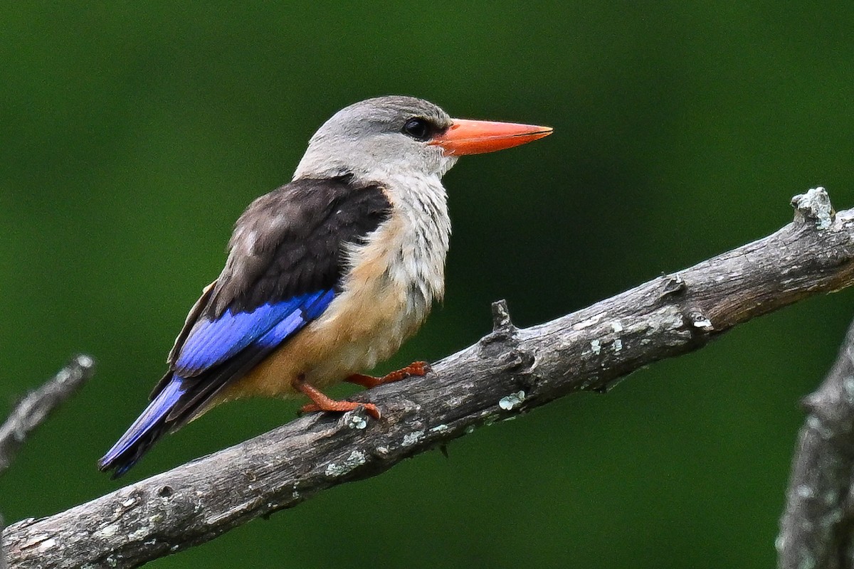 ledňáček šedohlavý - ML646437323