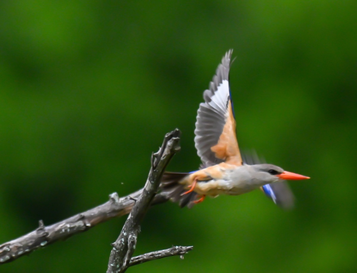 שלדג אפור-ראש - ML646437324