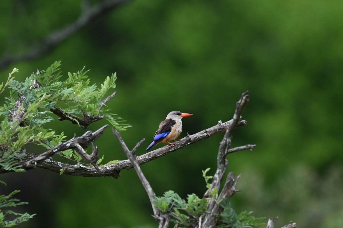 שלדג אפור-ראש - ML646437325