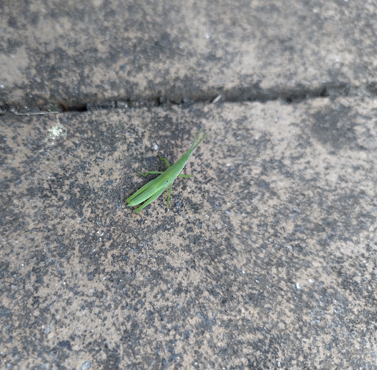 Australian Grass Pyrgomorph - ML646437326