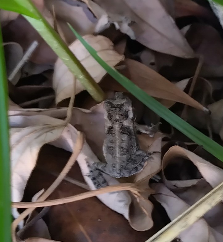 Frogs and Toads - ML646437327