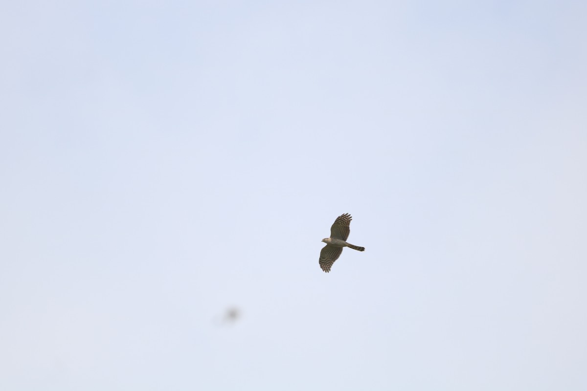 krahujec obecný - ML646437330