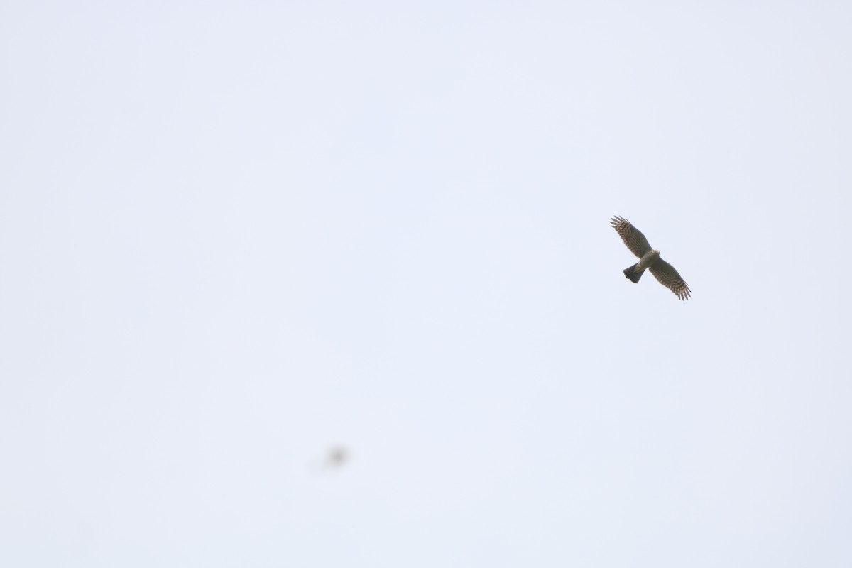 krahujec obecný - ML646437332