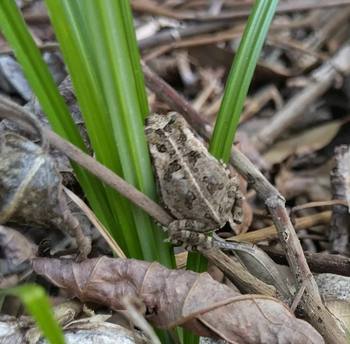 Frogs and Toads - ML646437334