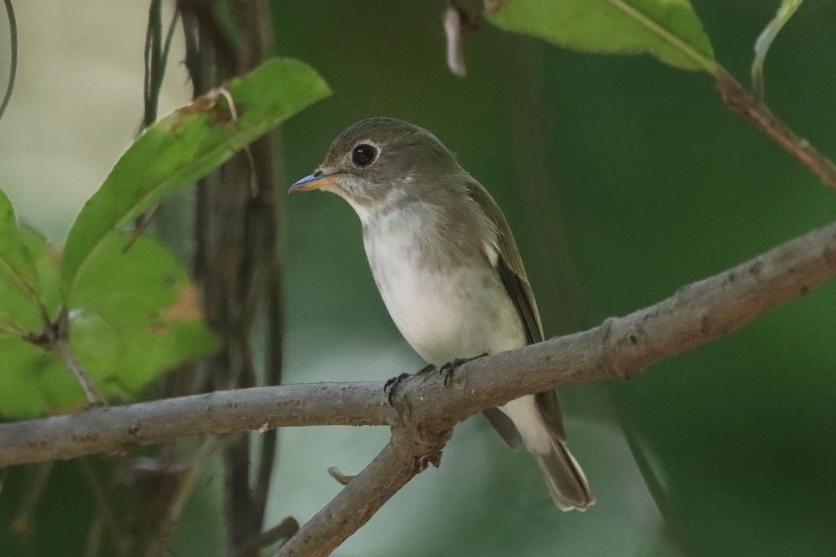 Asian Brown Flycatcher - ML646437339