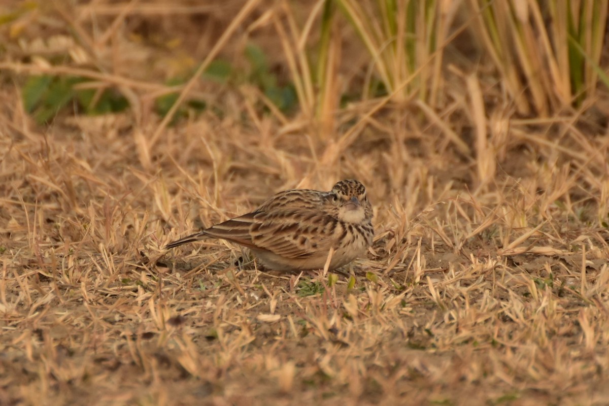 skřivan červenokřídlý - ML646437340