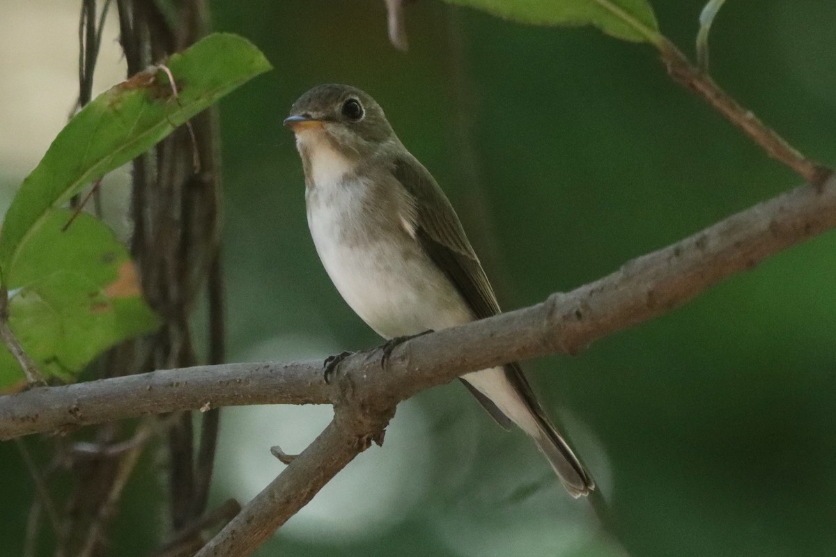 Asian Brown Flycatcher - ML646437343
