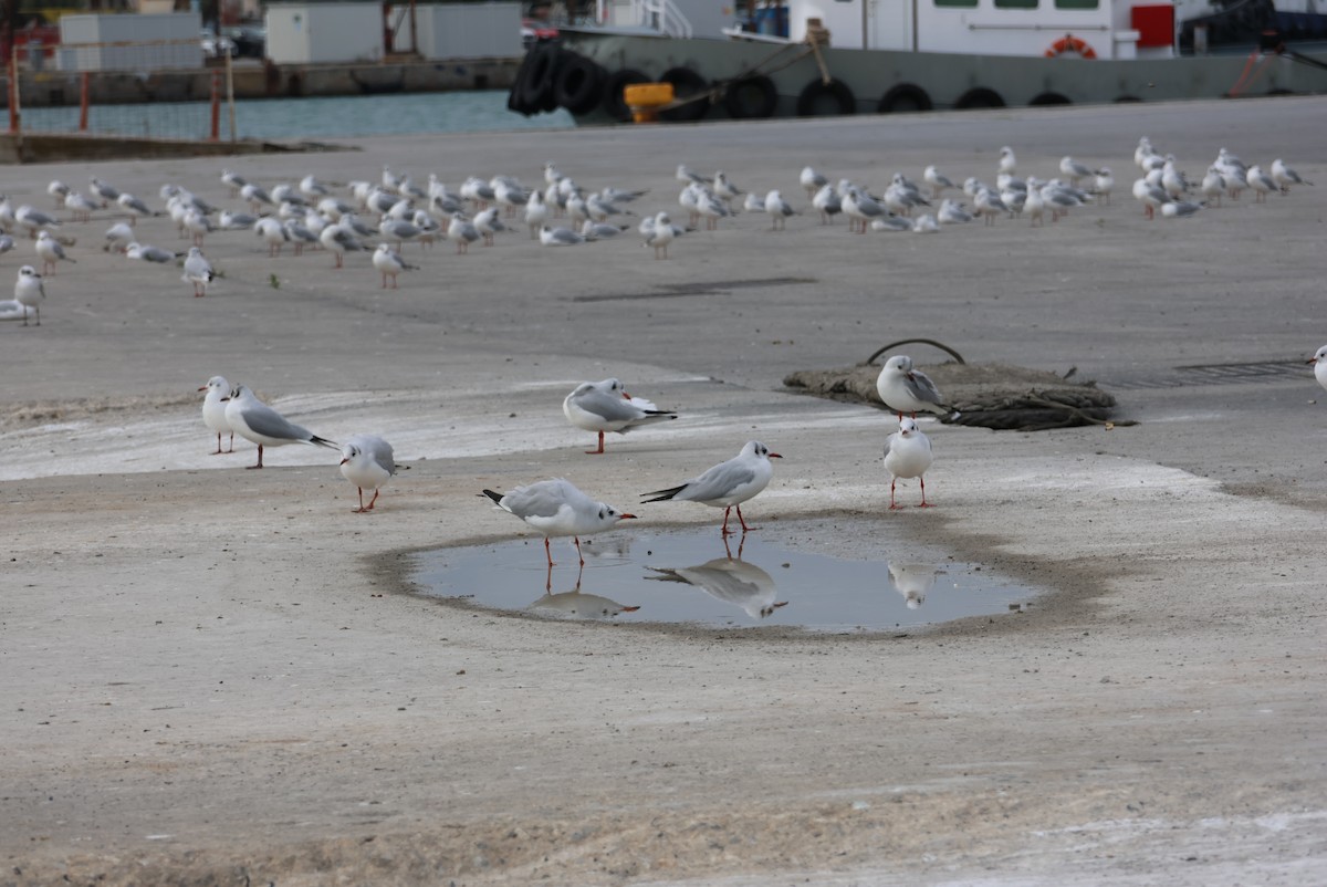 Black-headed Gull - ML646437344