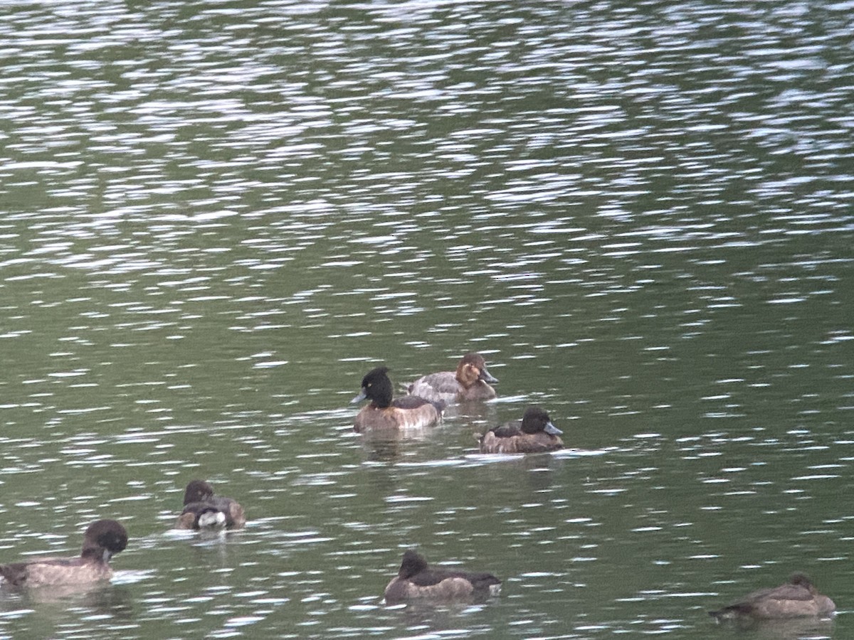 Common Pochard - ML646437346