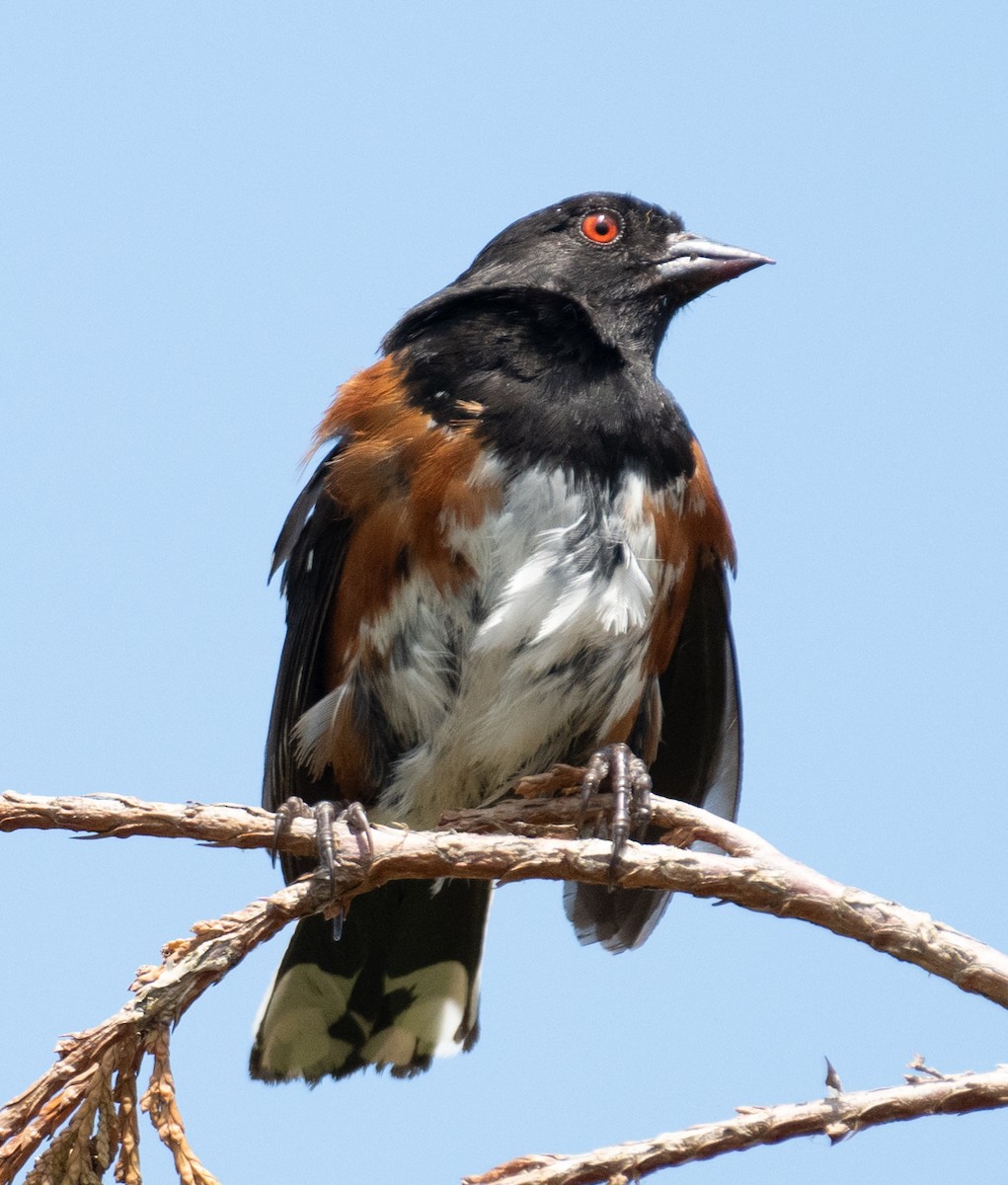 Spotted Towhee - ML646437349