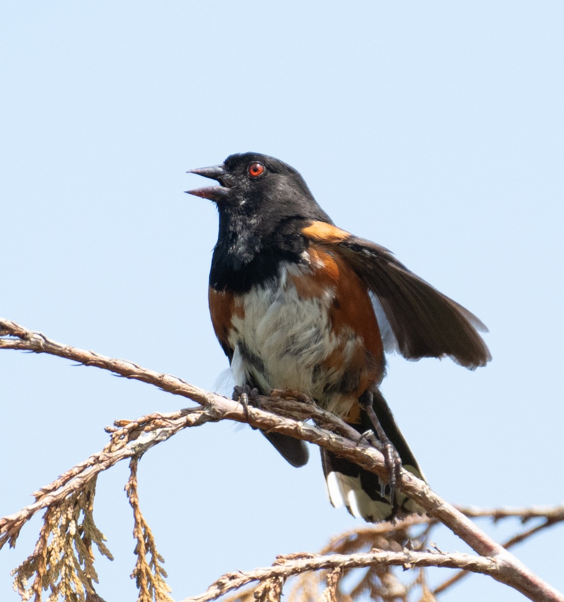 Spotted Towhee - ML646437350