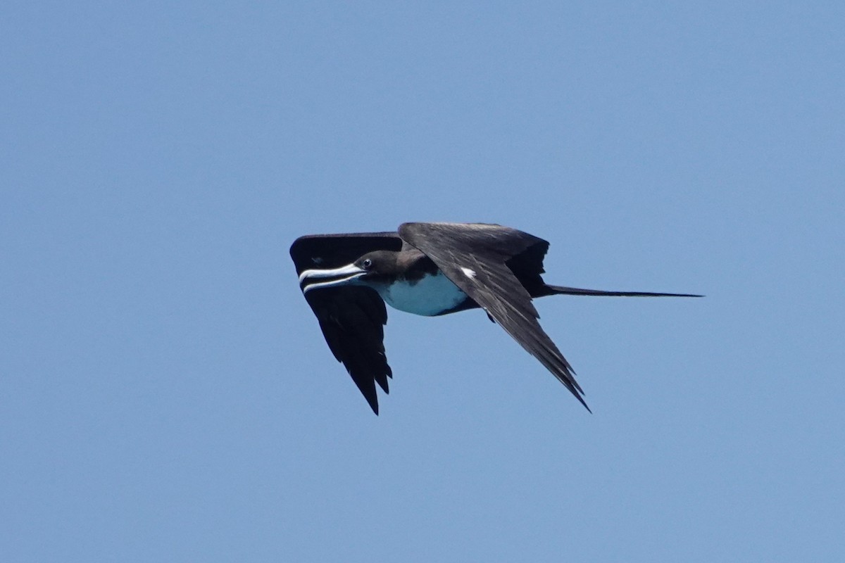 פריגט גדול - ML646437351