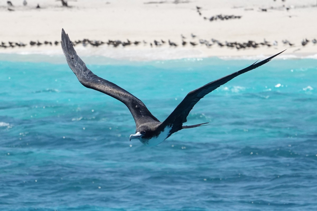 פריגט גדול - ML646437352