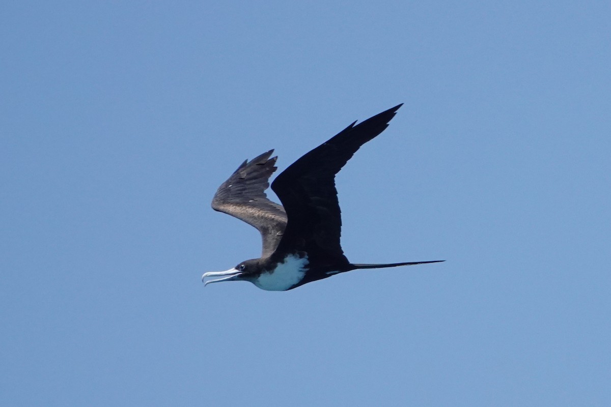 פריגט גדול - ML646437353