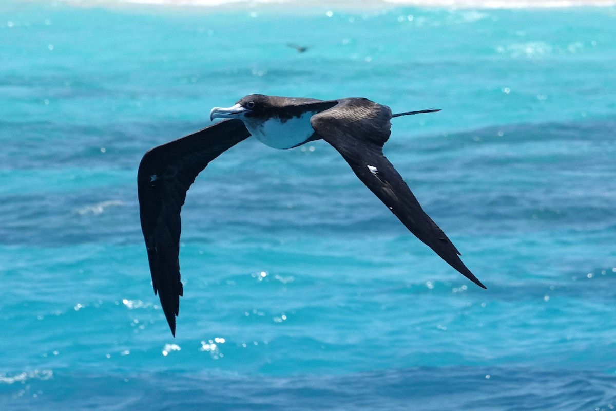 פריגט גדול - ML646437354