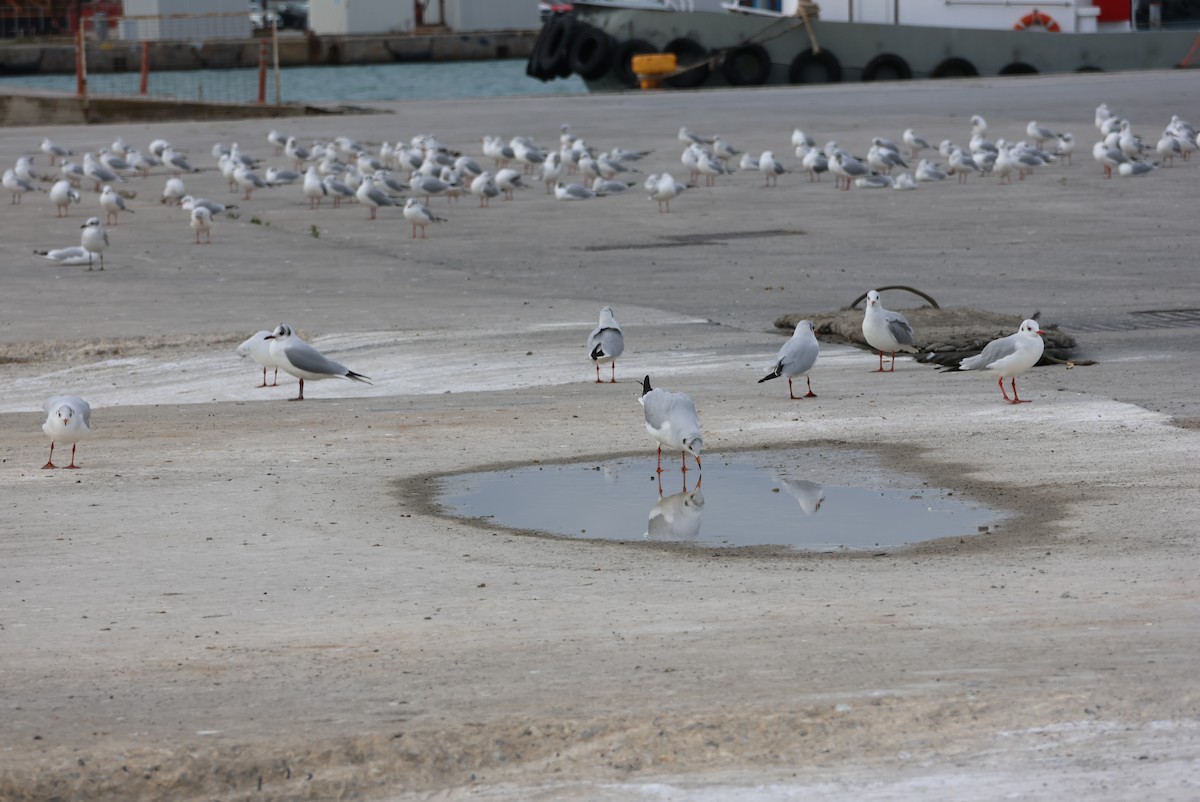 Black-headed Gull - ML646437355
