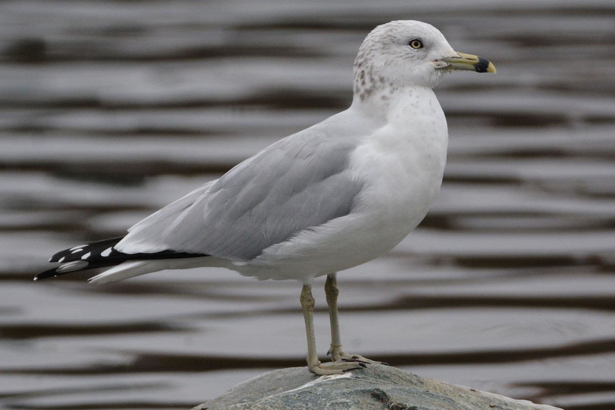 Ring-billed Gull - ML646437357