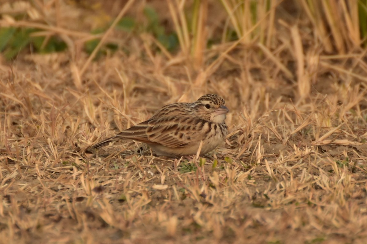 skřivan červenokřídlý - ML646437358