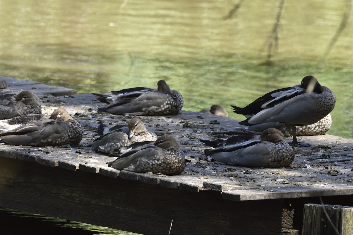 Maned Duck - ML646437359