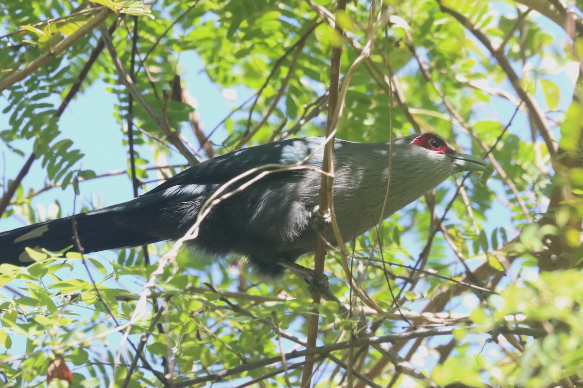 Green-billed Malkoha - ML646437360