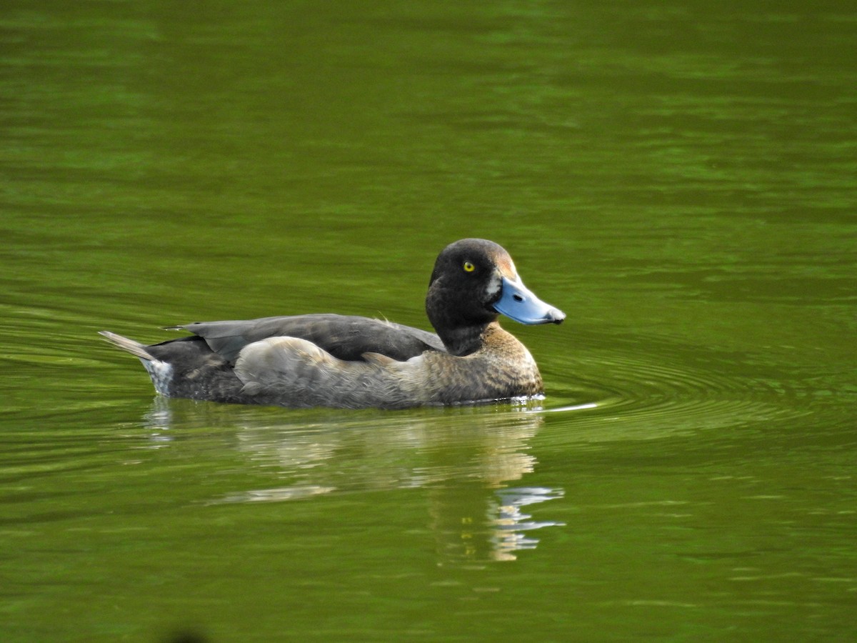 Tufted Duck - ML646437367