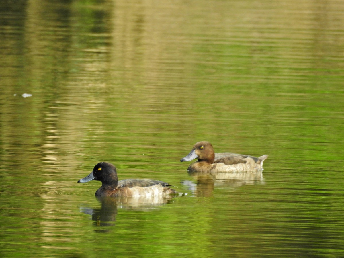Tufted Duck - ML646437368