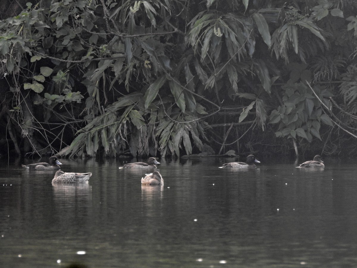 Tufted Duck - ML646437370
