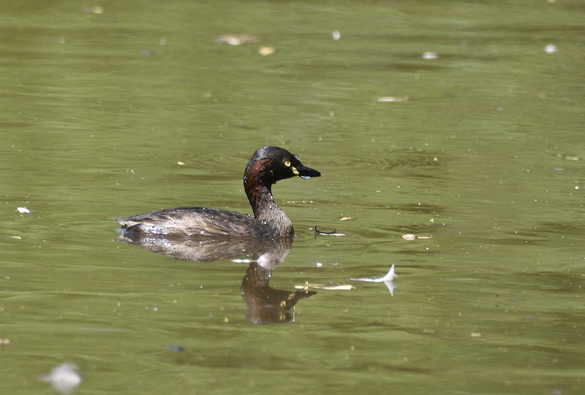 Australasian Grebe - ML646437371