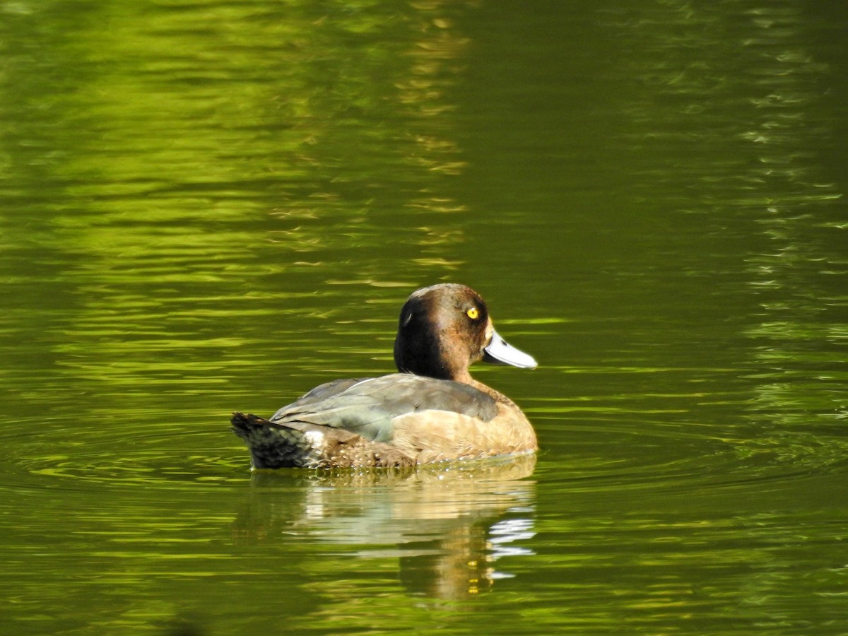 Tufted Duck - ML646437373