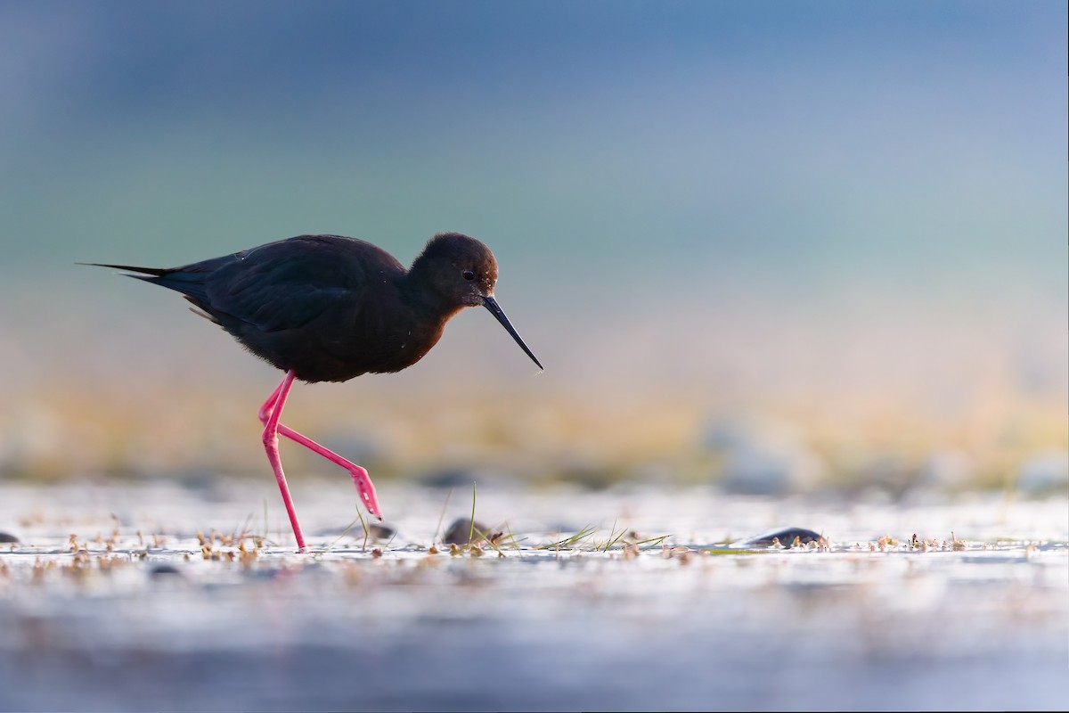 Black Stilt - ML646437375