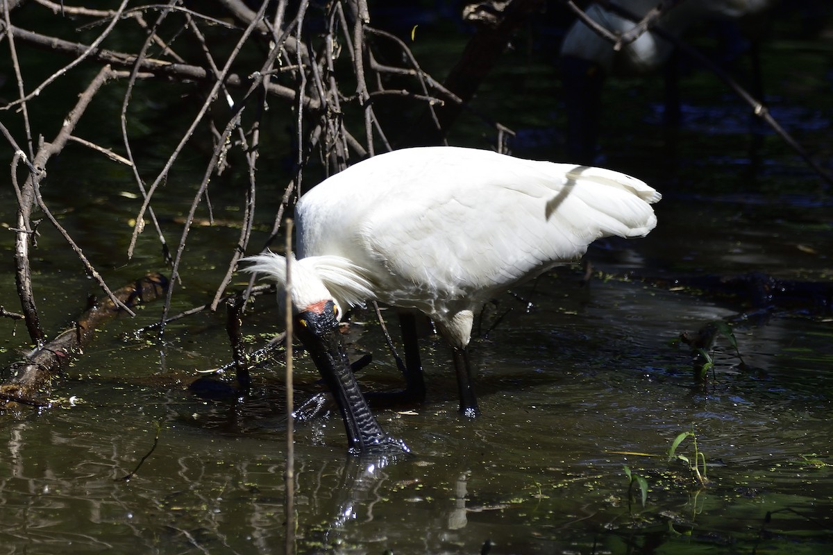 Royal Spoonbill - ML646437376