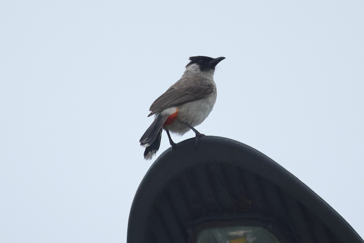 Sooty-headed Bulbul - ML646437377