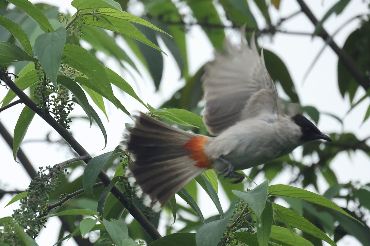 Sooty-headed Bulbul - ML646437378