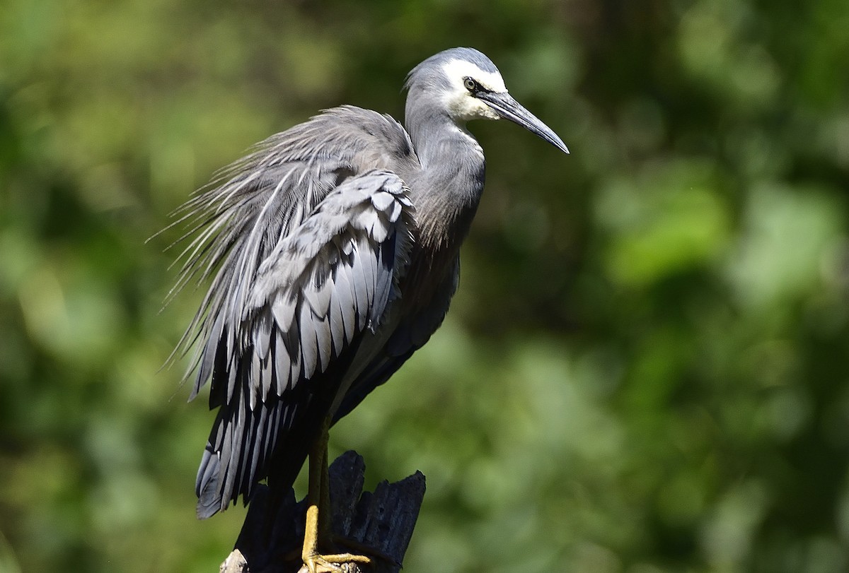 White-faced Heron - ML646437382