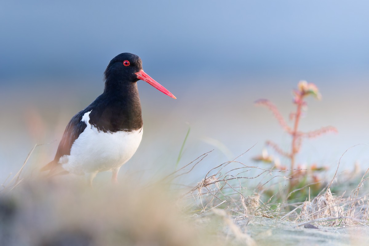South Island Oystercatcher - ML646437388